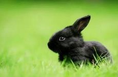 1999年属兔人2022年运势运程男性 99年23岁属兔男2022年每月运程