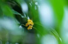 2022年白露是几月几号 2022年白露过后会很热吗