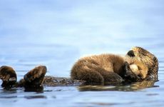 属猴和属羊人在一起合适吗 属于几等婚配?