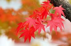 深秋霜降 气温骤降！关于霜降的资料及祝福句子知道多少？