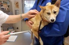 1982年属狗人一生三大劫难