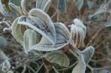 梦见枫树周公解梦，梦见枫树是什么意思？