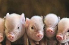 属虎的为什么喜欢属猪的