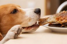 属狗2022年单身有婚姻吗 属狗人的2022年运程