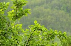 2023雨水节气过后还冷吗 哪个节气过完就不冷了