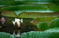 小暑节气的饮食习俗及传统美食