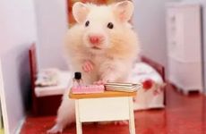 1996年属鼠人未来哪一年脱单