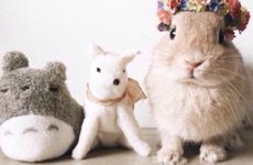 癸卯日柱天乙贵人是兔蛇吗(属兔人的天乙贵人和文昌贵人)