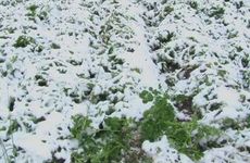 2025年拜太岁的时间 2025年拜太岁流程