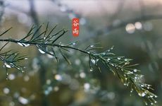 梦见猫周公解梦，梦见猫是什么意思？