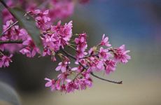 过年家里放什么花比较好 东北财位摆放可招财