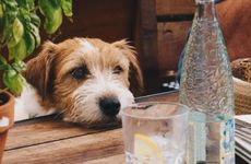 82年属狗女哪年转大运，好运来临前有什么预兆