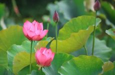 夏至节气的饮食习俗及风俗活动