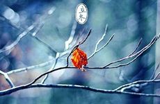 梦见对别人示爱