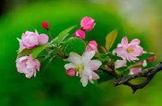 2024年挣钱最多的生肖 财运发展旺盛股票出现升值