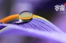 寒露节气吃什么对身体最好