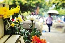 为什么人不可以养燕子 家中进燕子是啥征兆