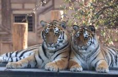 池姓女孩名字2022年属虎起名 2022年池姓女孩名字怎么起