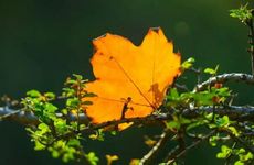 立秋节气的传统习俗及养生秘诀