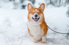 94年属狗2023年必有一难 94年属狗的在2023年好不好