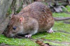 最旺属鼠的生肖是什么 2024年属猪大忌