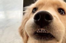 1982年属狗2024年冲太岁破解方法