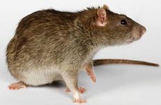 84年的鼠会经历两段孽缘 84年属鼠人何时有二婚