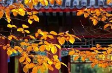 秋分三候：一候雷始收声，二候蛰虫坯户，三候水始涸 雨水减少气候干燥