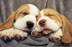 麦玲玲2021年运程属狗运程