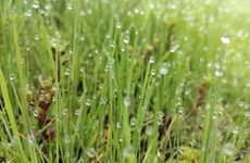 清明节上坟带3样家兴人丁旺