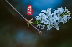 为什么清明节要吃青团子 清明节吃青团的寓意