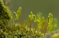 北方人立春吃什么食物 习俗吃什么食物