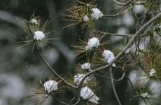 梦见枯萎的玫瑰花怎么回事 梦见枯萎的玫瑰花有什么预兆