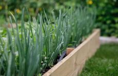 2022年什么时候白露 2022年白露倒计时还有多少天