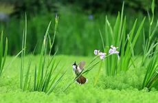 猫名字大全洋气的英文