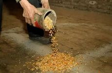 2023年正月十一日是炮龙节吗？正月十一这天要做什么