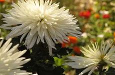 梦见红色花　周公解梦之梦到红色花