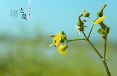 2024年立夏应该吃什么 鸭肉 鲫鱼 银耳