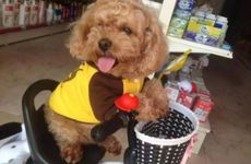 属狗人哪年财运最好 属狗人的财运特点