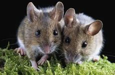 农村大门9字春联云集 看完速速收藏