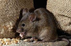 96年属鼠住几楼最吉利 不同属相的属鼠人的最佳楼层