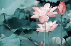 立夏不能做什么事情 为什么立夏一定要吃鸡蛋