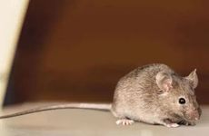 属鼠人应该选择在哪个方向？开什么店？