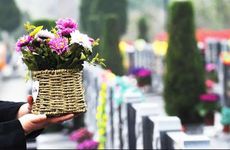 孕妇梦见吃萝卜