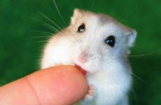 十二生肖属鼠的传说和来源