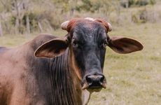 85年属牛人大劫年牢狱之灾是怎么一回事