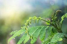 梦见买枪怎么回事 梦见买枪有什么预兆