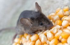 梦见天上掉火球是吉是凶呢