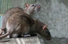 1984属鼠2025今年哪个月最倒霉