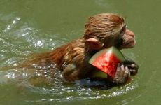 风水中属猴人不能带什么东西